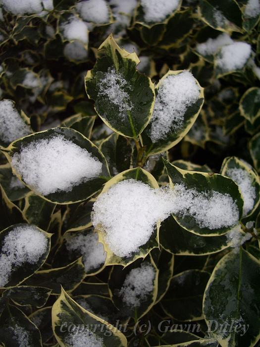 Holly in Snow, Greenwich Park IMGP7583p.JPG